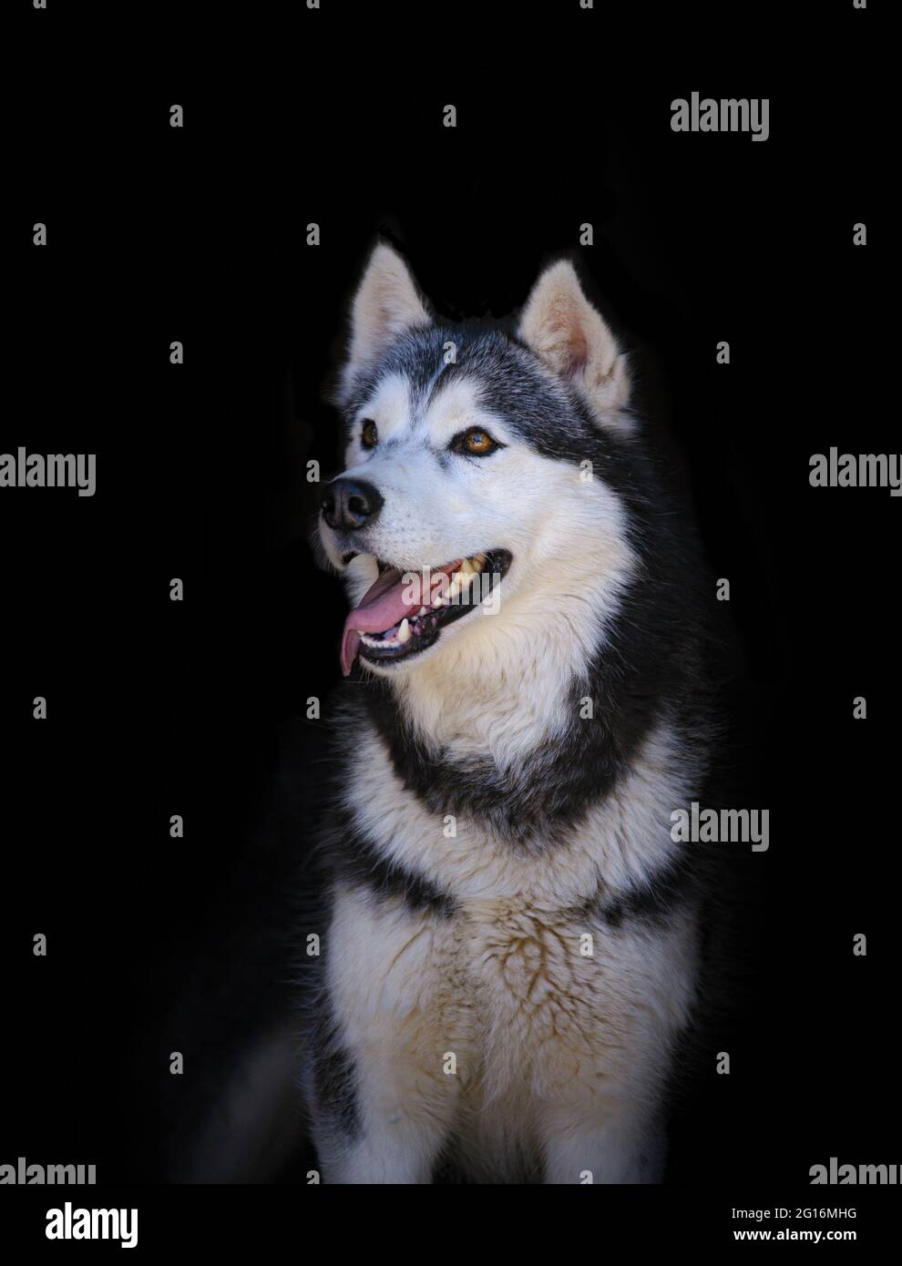 Beautiful husky portrait over a black background Stock Photo