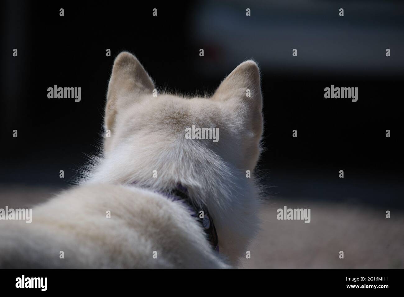 Siberian husky ears close up, view from the back Stock Photo
