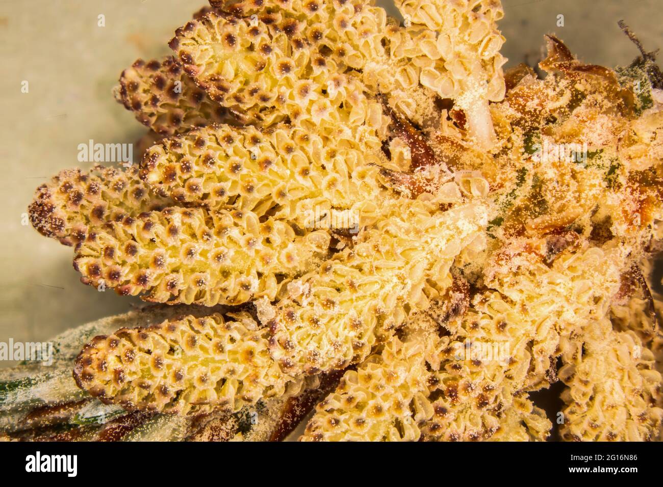 Infructescence of the pine with yellow pollen Stock Photo