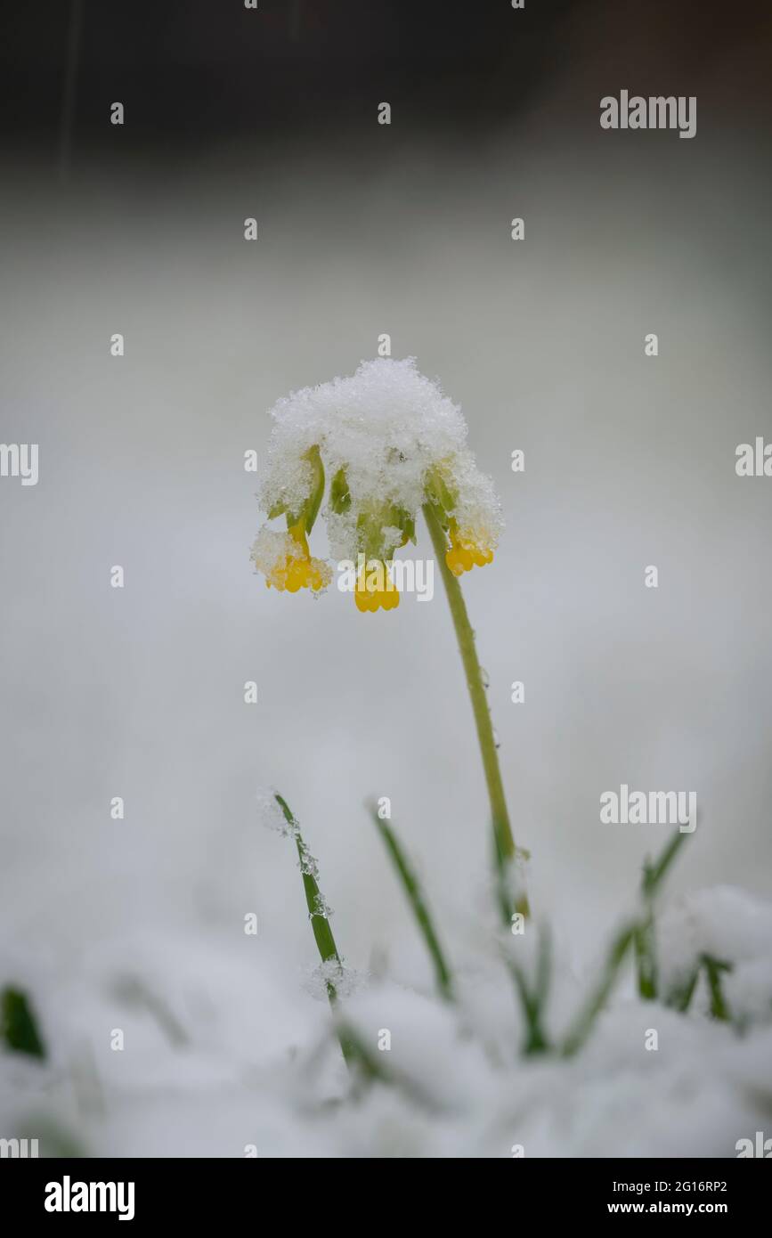 Cowslip, , Primula veris, covered in late spring snow, Oxfordshire Stock Photo