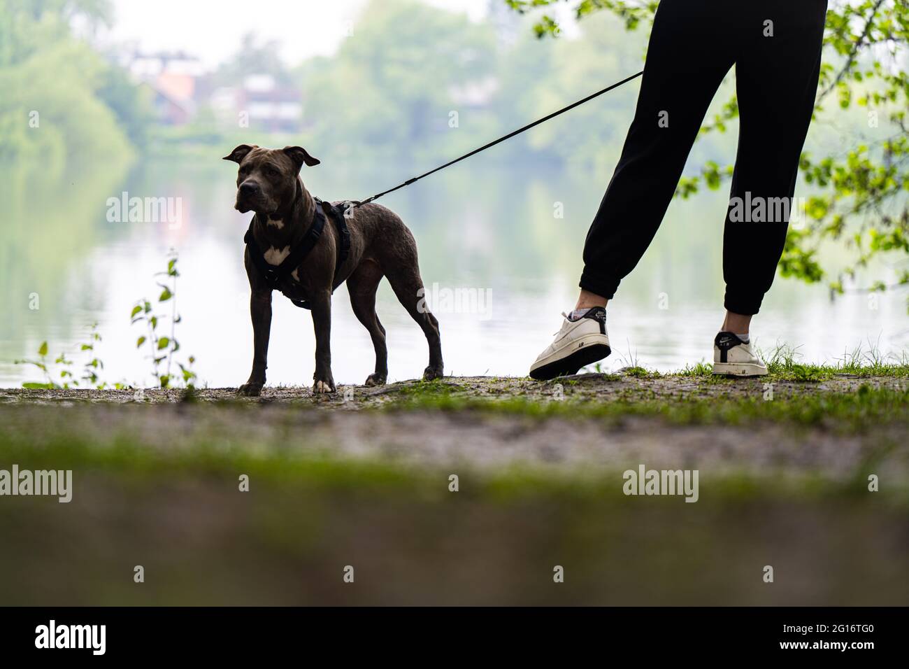 Oldenburg, Germany. 05th June, 2021. Pit bull dog Kylie is out in rainy weather with her owner