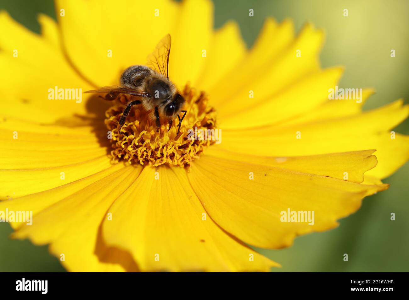 Blume mit Biene / Flower with bee / Flos et Apiformes Stock Photo - Alamy