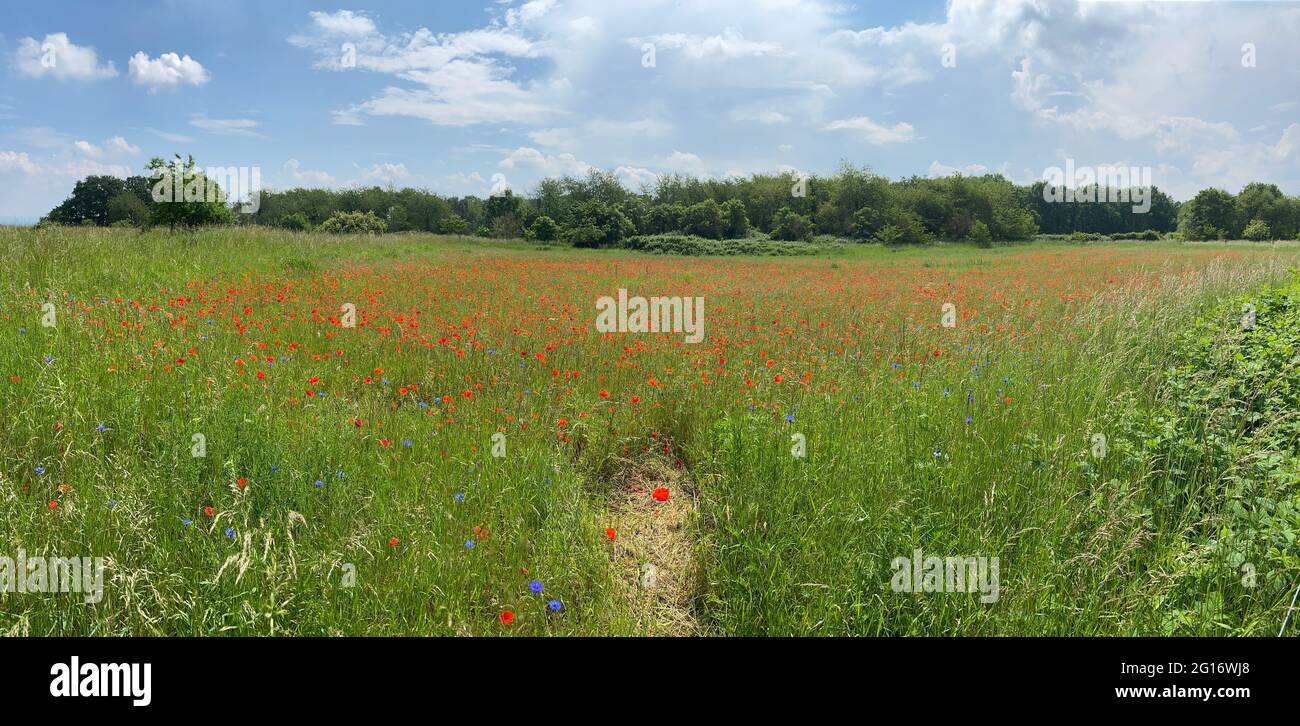 Panoramic view of a red poppy field. Germany, Europe. Stock Photo