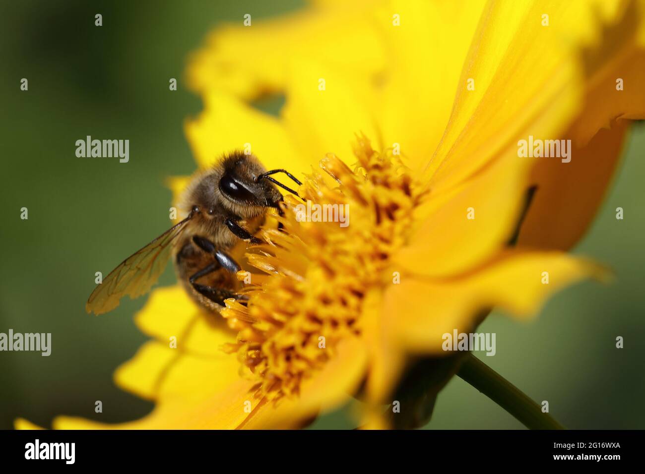 Blume mit Biene / Flower with bee / Flos et Apiformes Stock Photo - Alamy