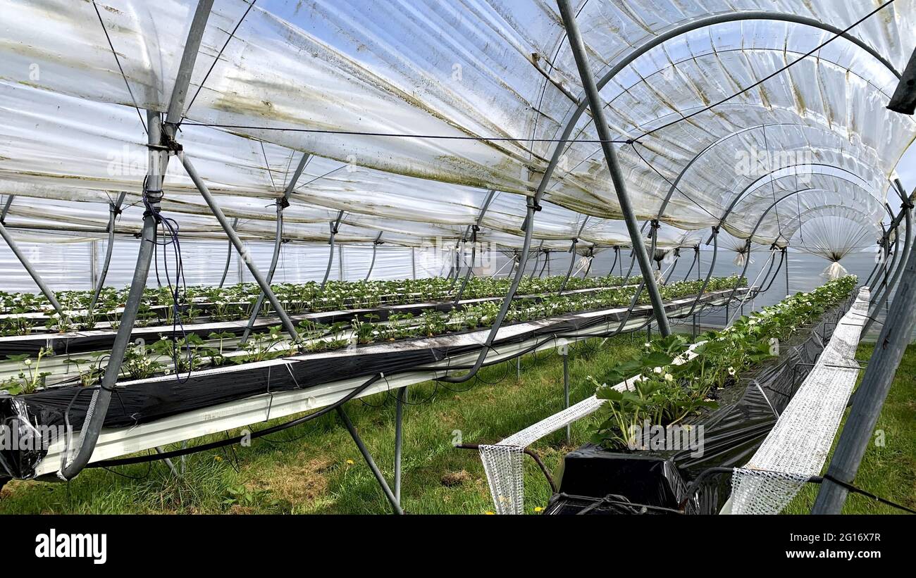 Inside of a greenhouse Stock Photo - Alamy