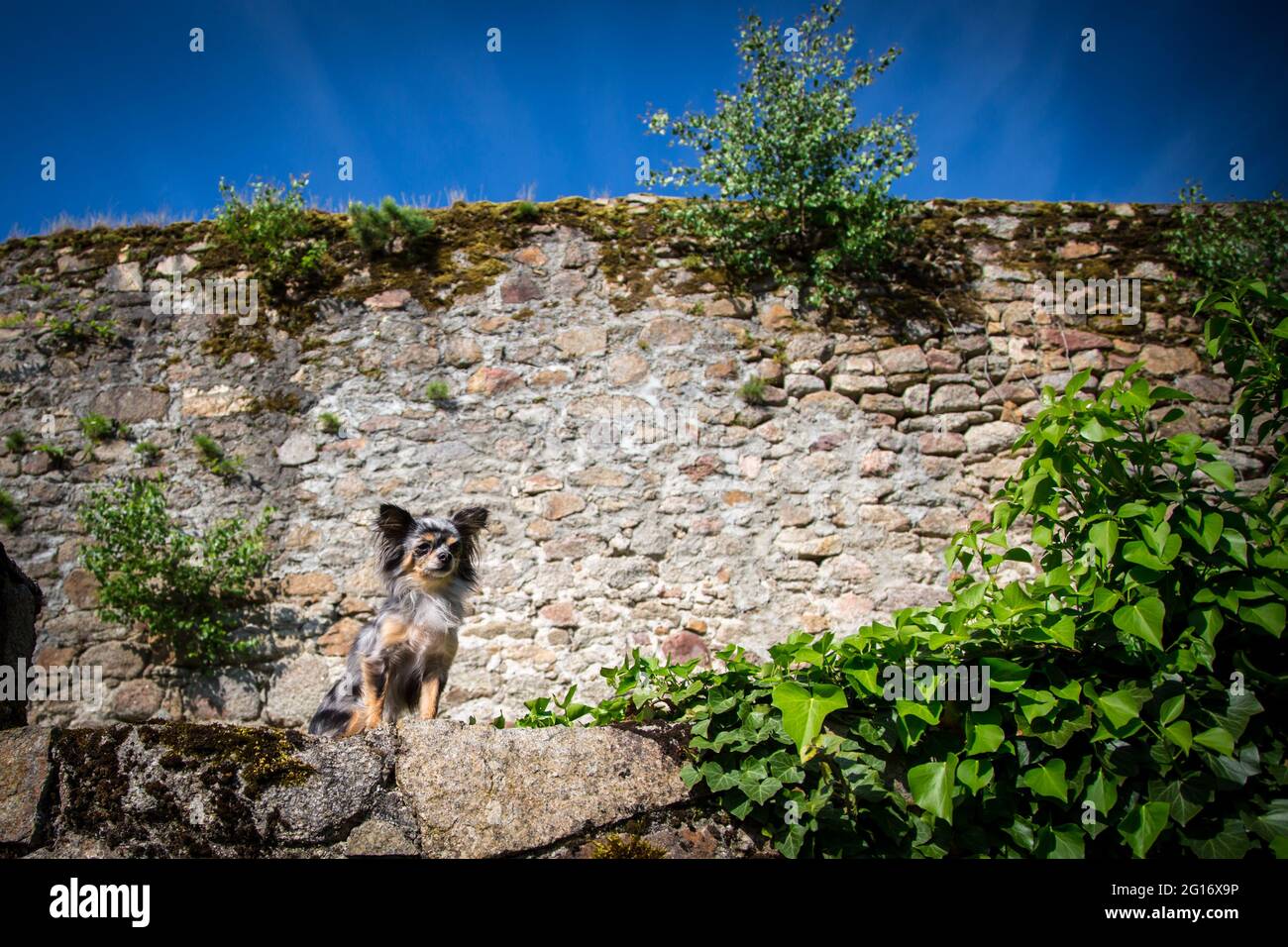 Chihuahua in front of an ancient stone wall in the city of Weitra, Austria Stock Photo