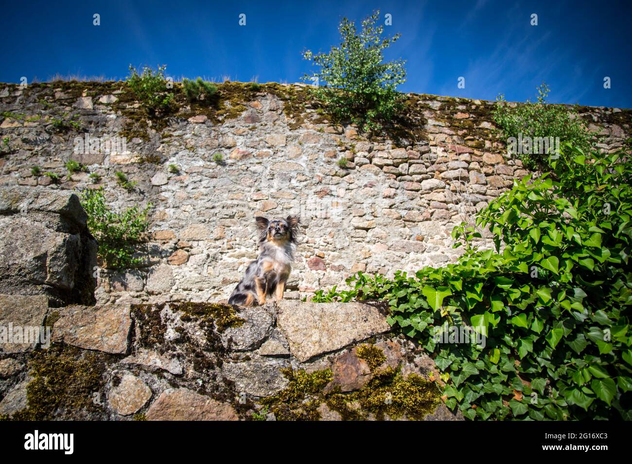 Chihuahua in front of an ancient stone wall in the city of Weitra, Austria Stock Photo