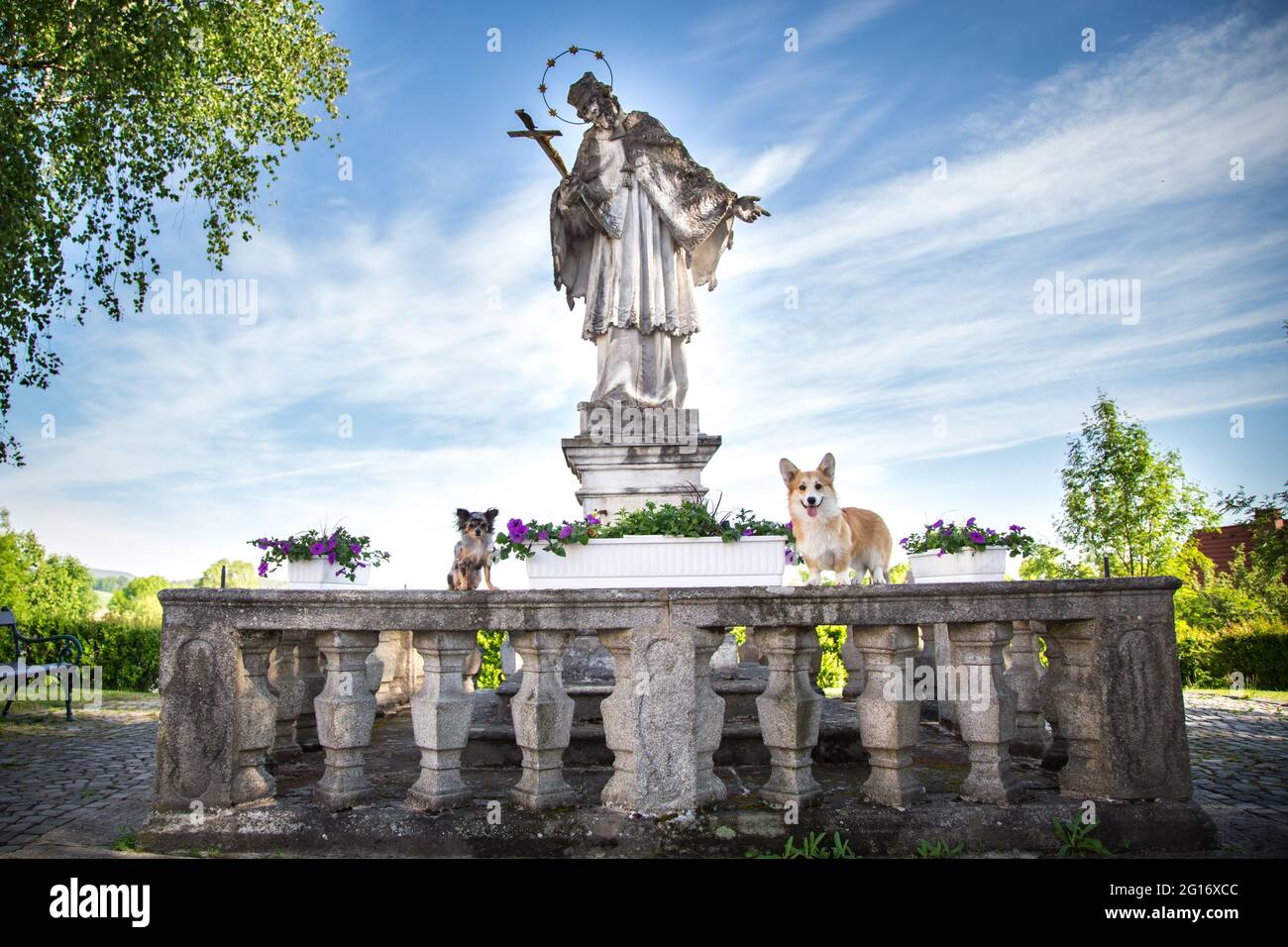 Two dogs (Chihuahua, Welsh Corgi Pembroke) in the city of Weitra, Austria Stock Photo