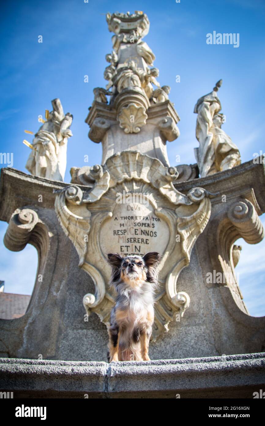 Chihuahua in the city of Weitra, Austria Stock Photo