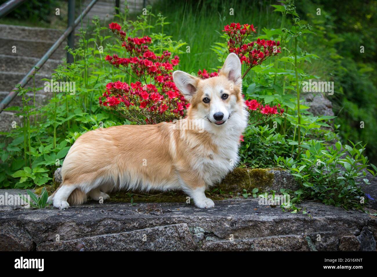 Welsh Pembroke Stock Photo Alamy