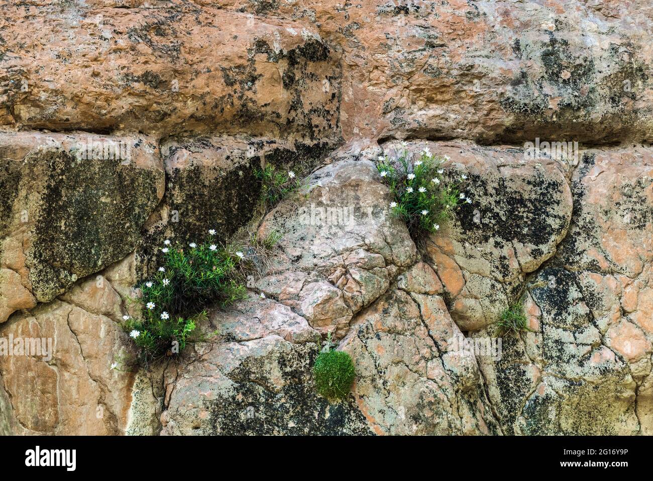 Flowers growing on sheer cliffs Stock Photo Alamy