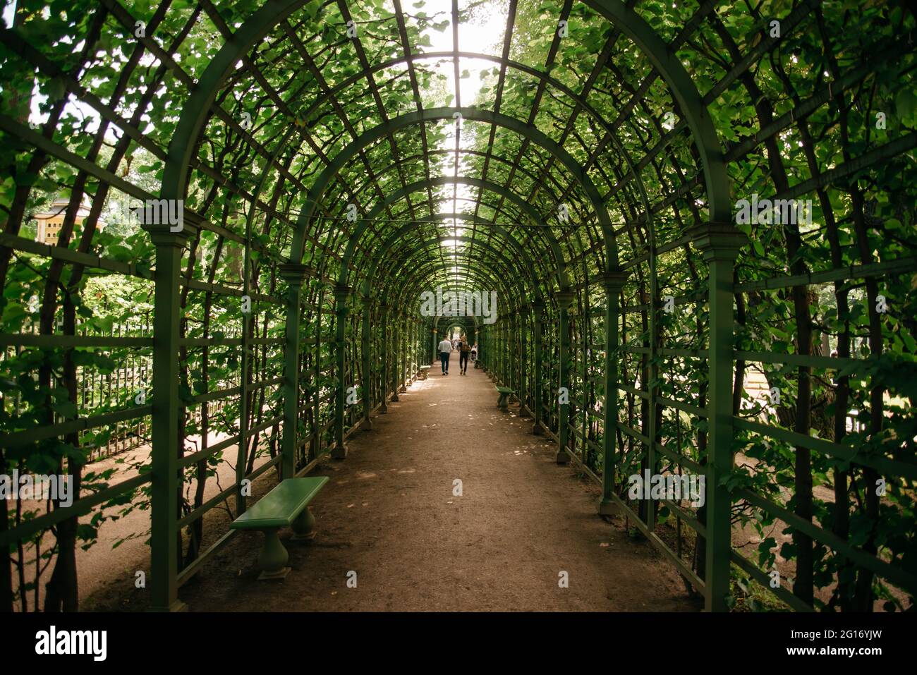 Green tunnel for walking in the shade on a hot summer day. Stock Photo