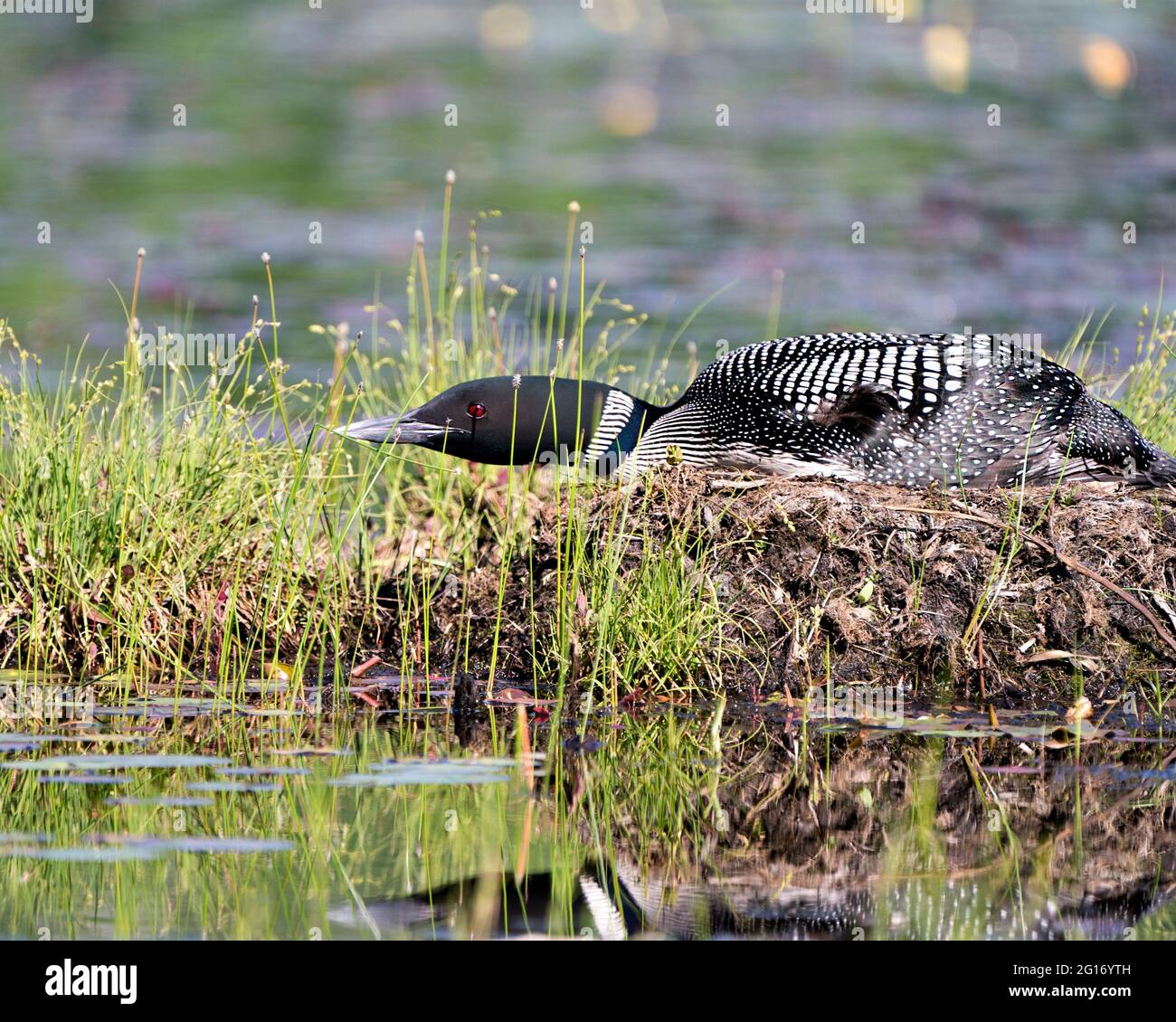 Common Loon resting and guarding the nest in the marsh water with blur ...