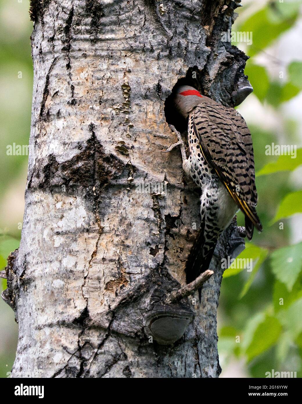 Northern Flicker bird close-up view entering in its nest hole home in its environment and habitat surrounding during bird season mating. Image. Stock Photo