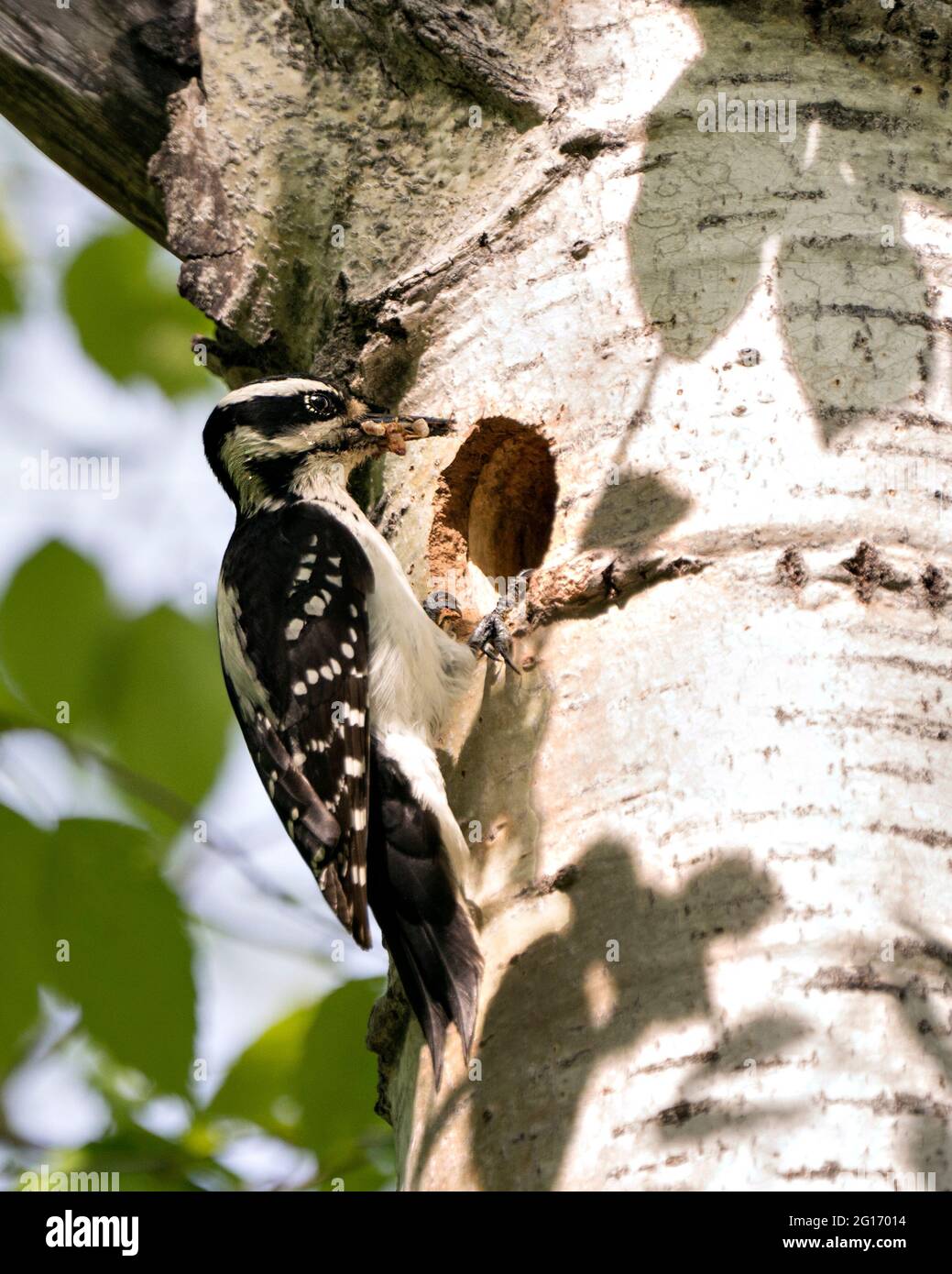 Woodpecker looking in its nest home inside tree trunk in its environment and habitat with insect food. Image. Picture. Portrait. Stock Photo