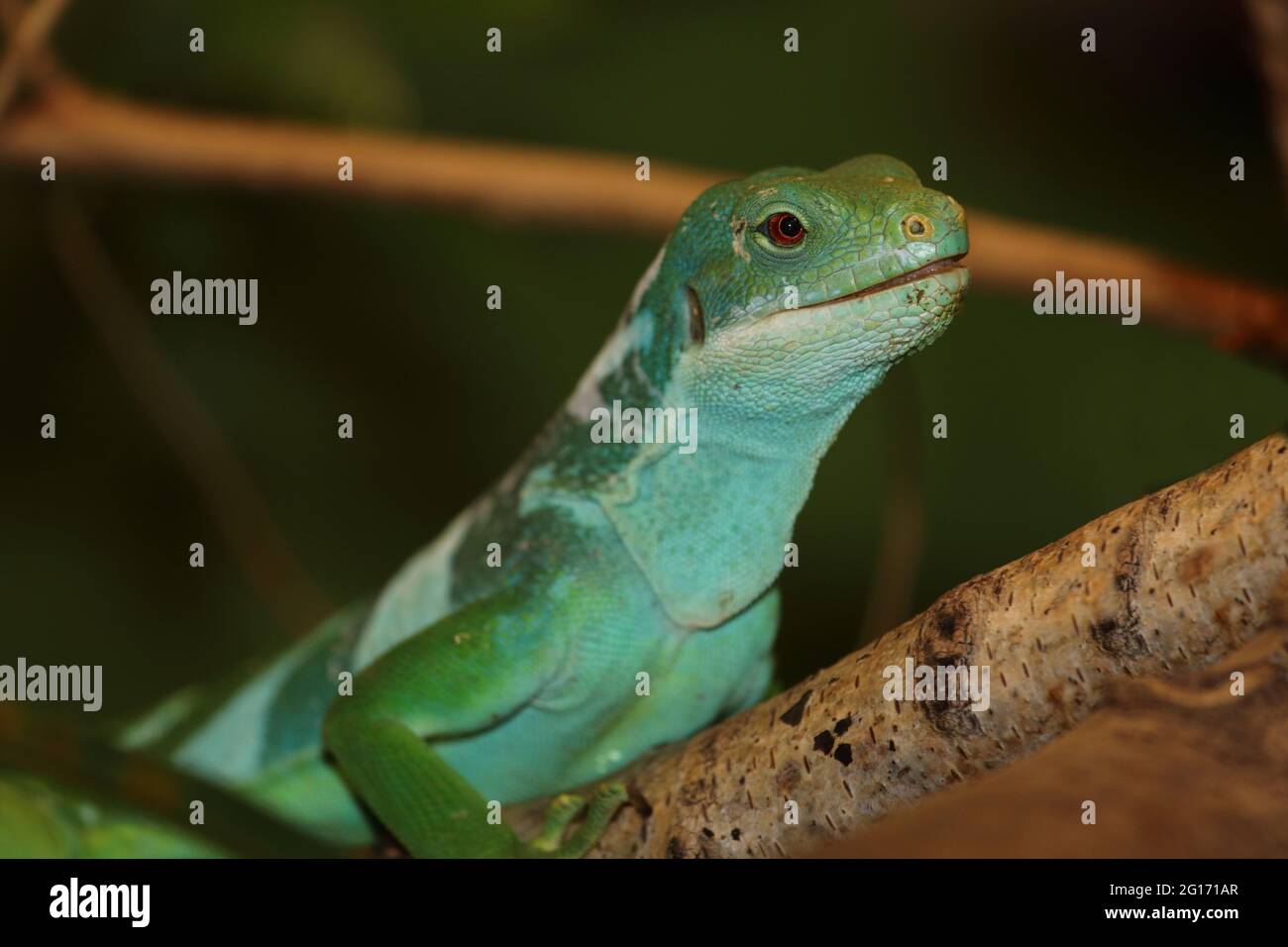 Gebänderter Fidschileguan / Fiji banded iguana or Lau banded iguana / Brachylophus fasciatus Stock Photo