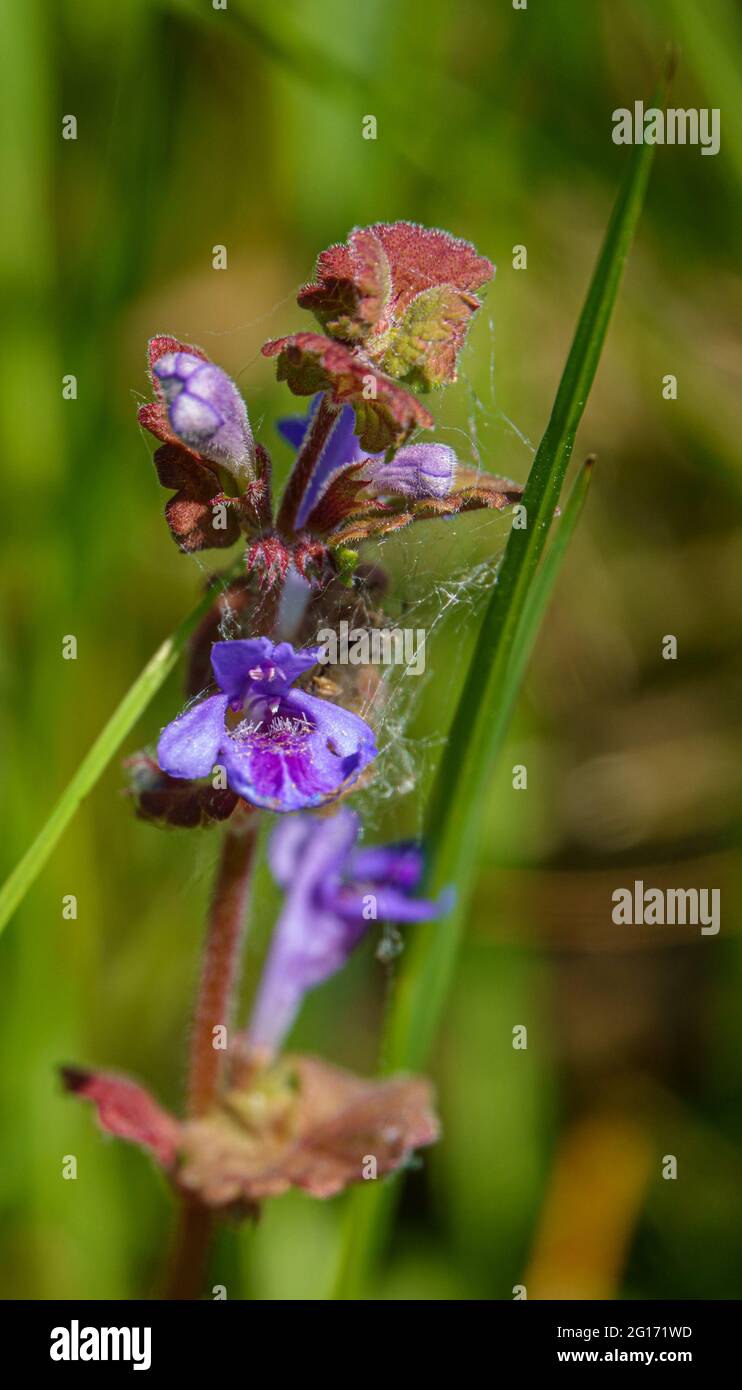 Ground-ivy (Glechoma hederacea) with beautiful blue purple flowers Stock Photo