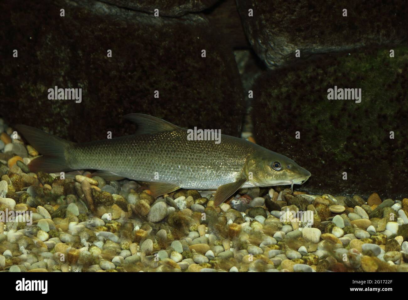 Barbe / Common barbel / Barbus barbus Stock Photo - Alamy