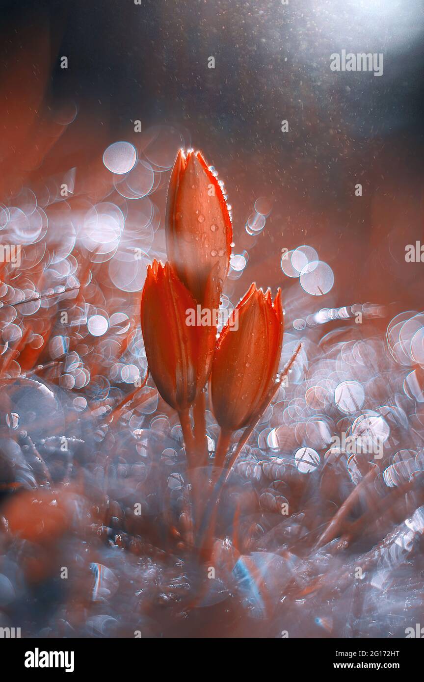 Macro flowers, red tulips on crazy bubble bokeh background Stock Photo