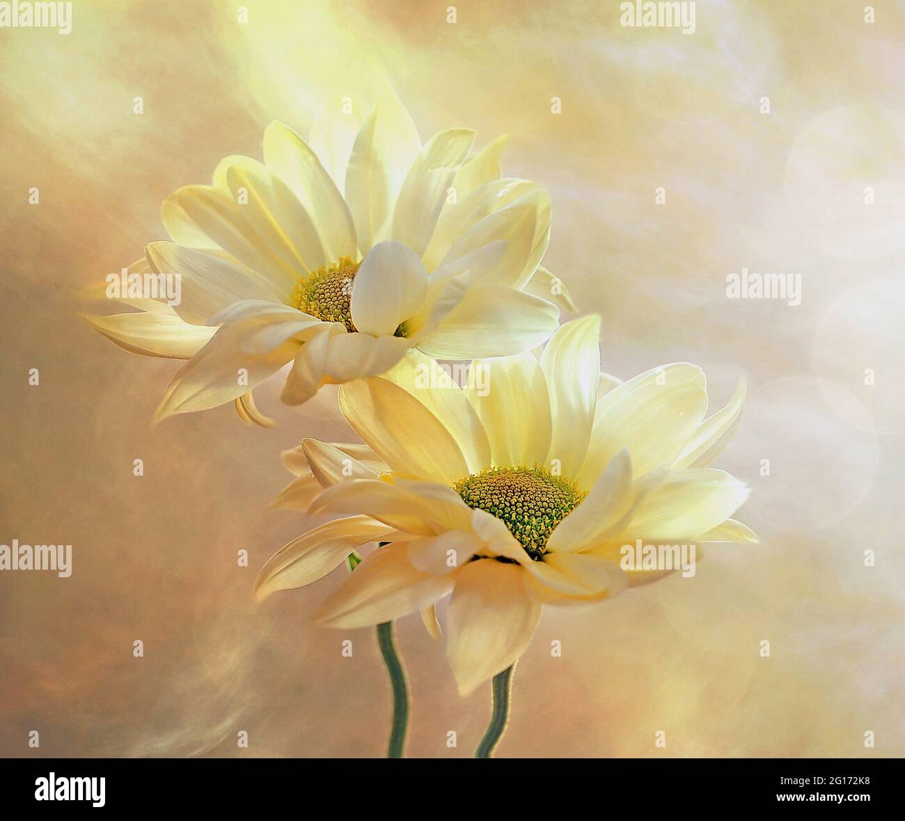 Chrysanthemum yellow Stock Photo