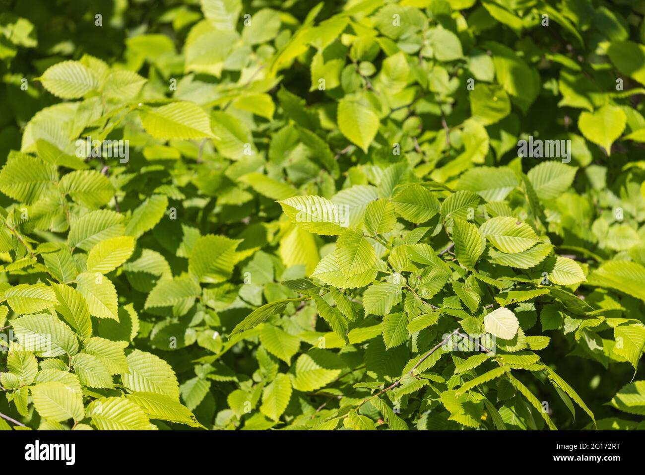 Leaves of Ulmus laevis,  European white elm Stock Photo
