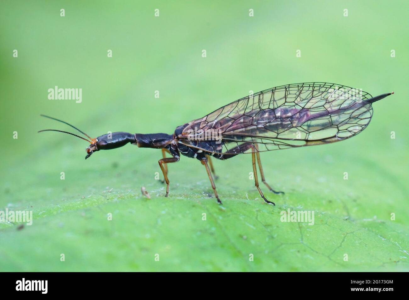 Closeup of one of the odd snakeflies , Xanthostigma xanthostigma on green leaf Stock Photo