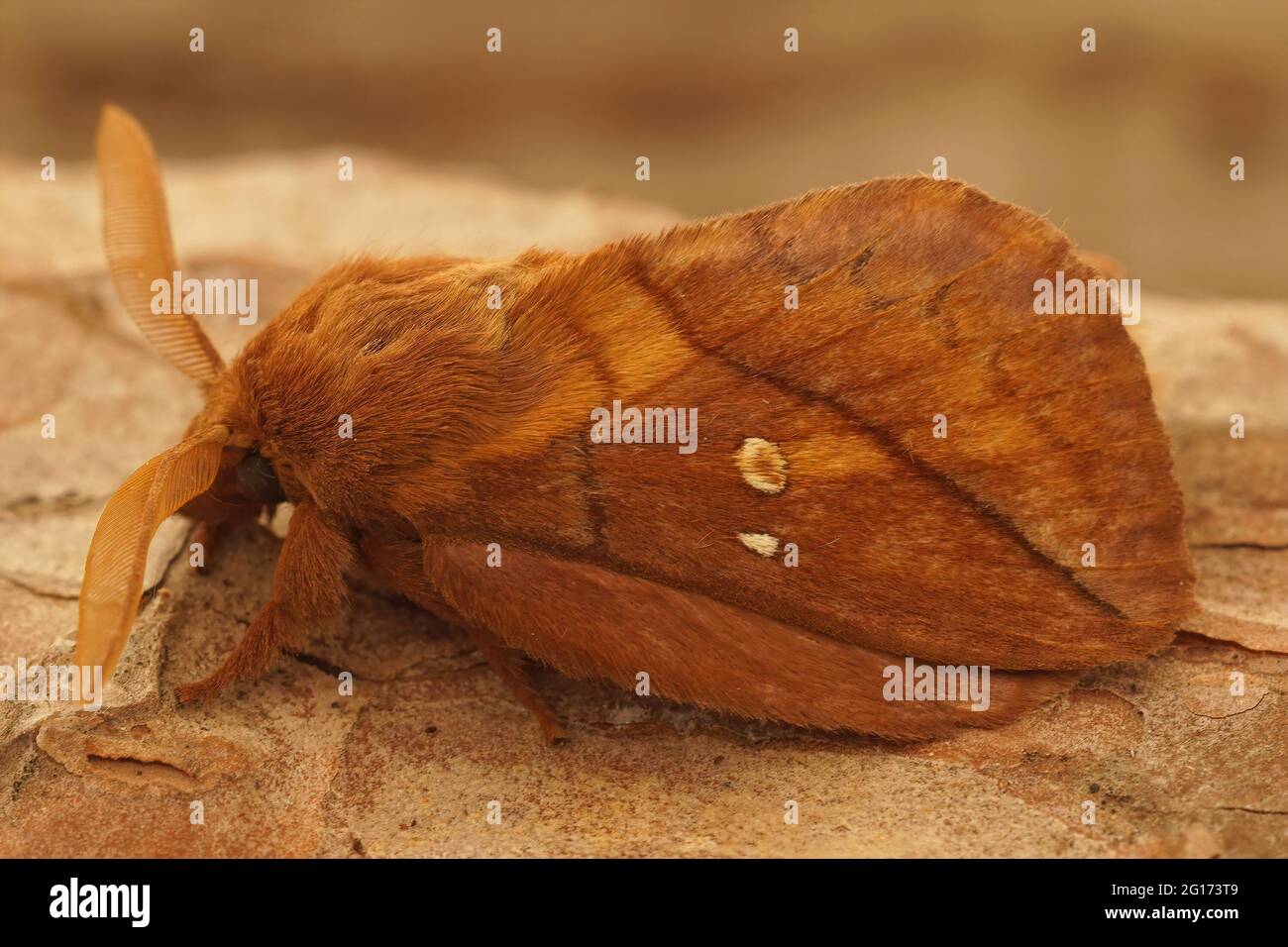 Closeup of the drinker moth, Euthrix potatoria Stock Photo