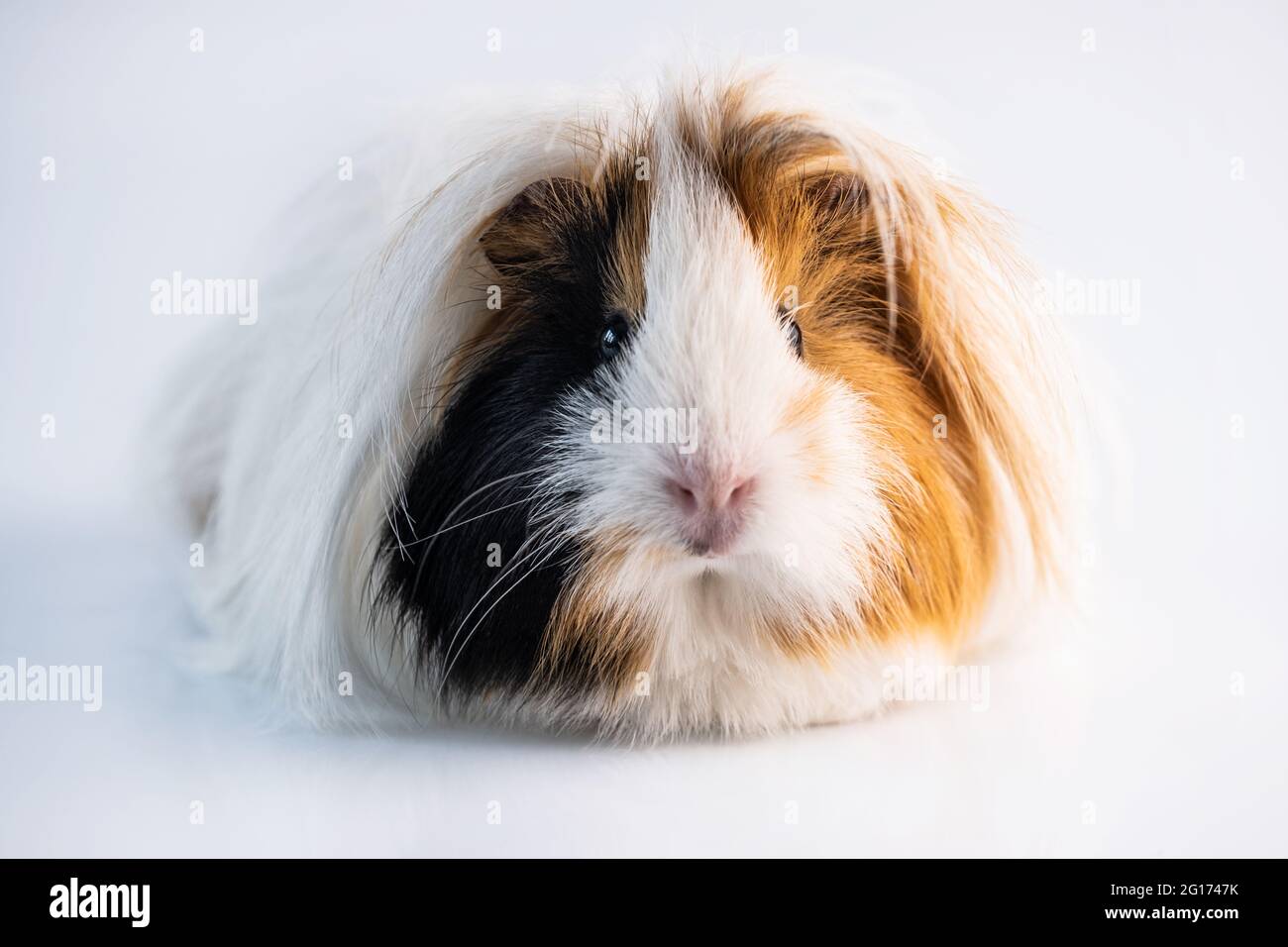 Cute fluffy guinea best sale pigs