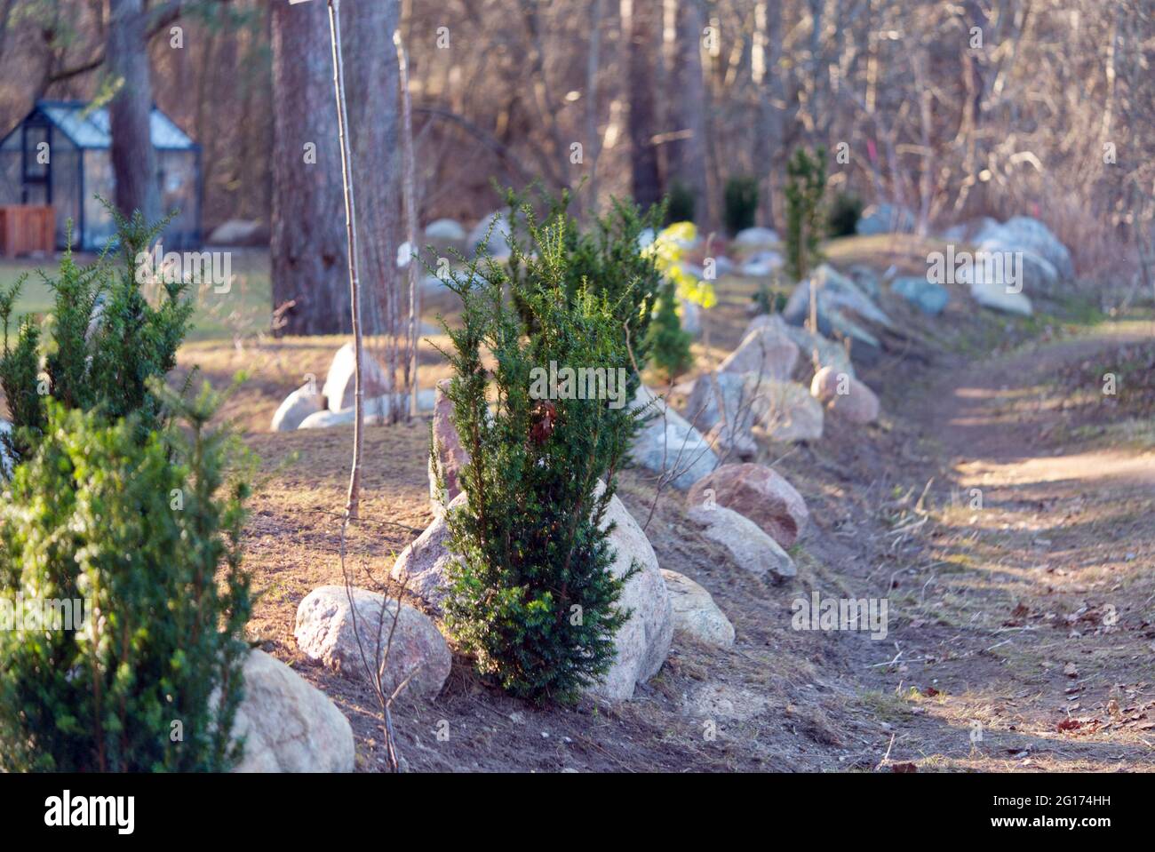 Landscape garden with junipers, various ornamental trees and stones in spring Stock Photo