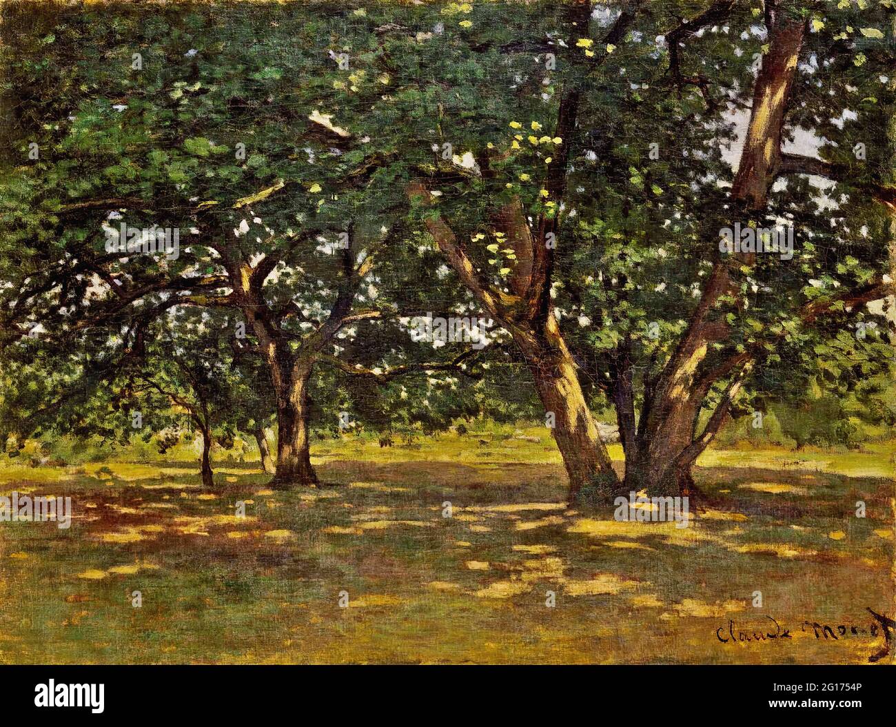forest of fontainebleau'; monet hi-res stock photography and