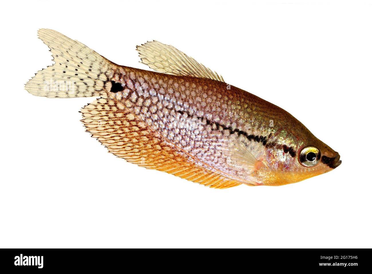Pearl gourami Trichopodus leerii freshwater aquarium fish Stock Photo