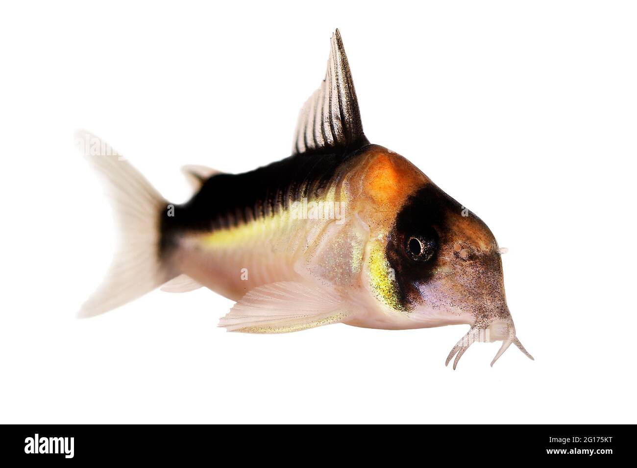 Cory catfish Corydoras duplicareus tropical aquarium fish Stock Photo