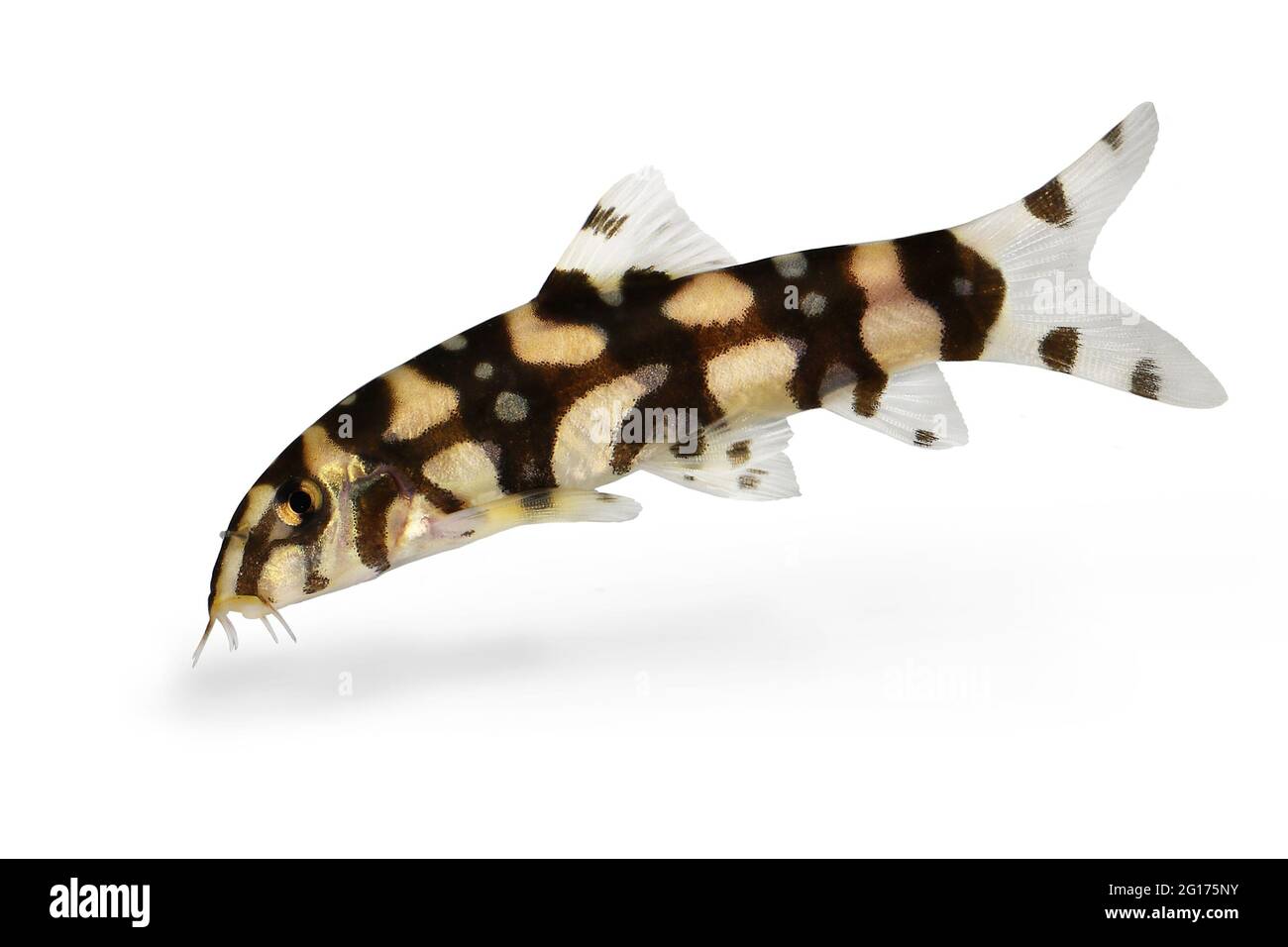 Burmese border loach catfish polka dot loach Botia kubotai aquarium fish Stock Photo