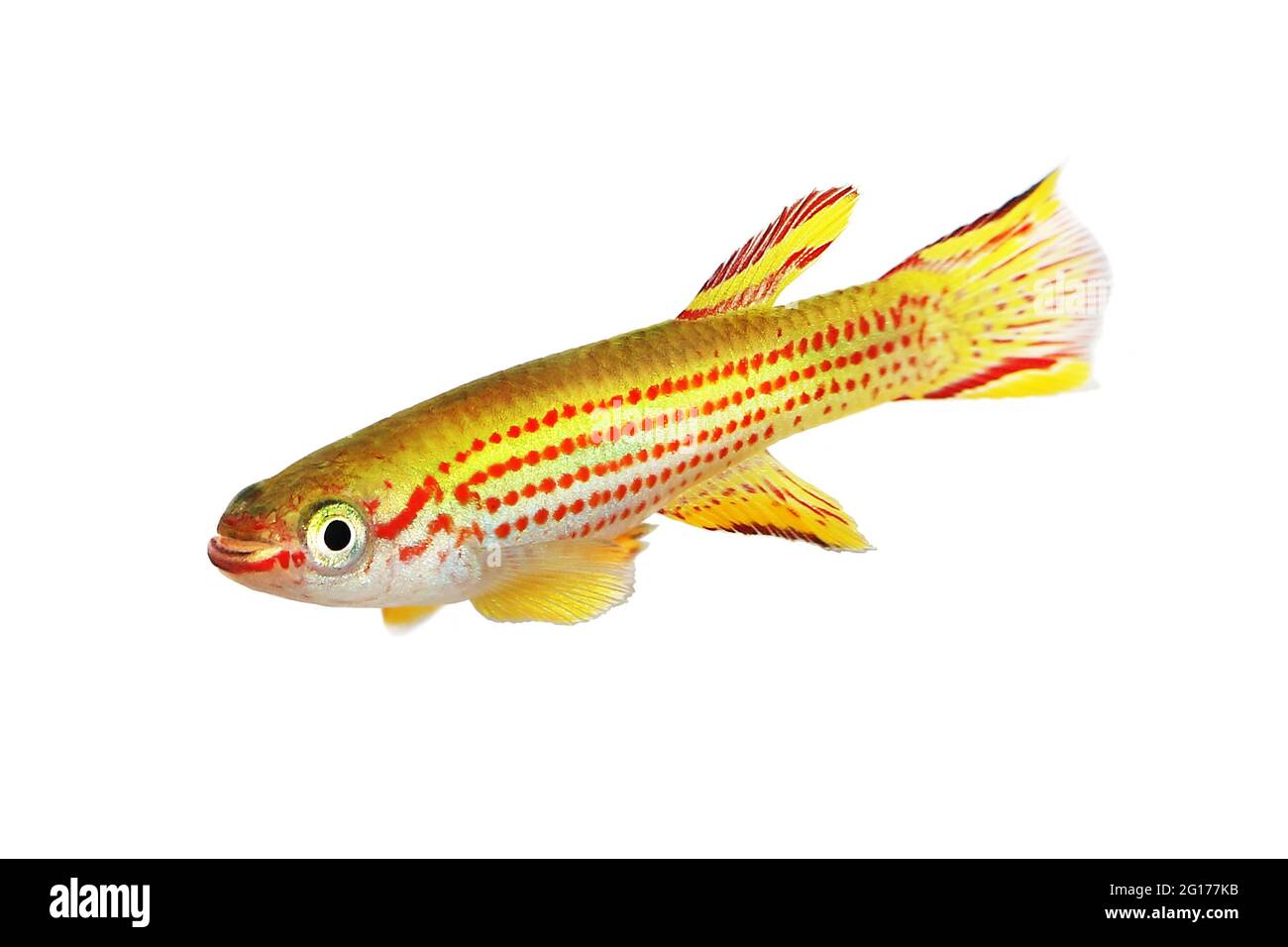 Red-Striped Killifish Male Aphyosemion striatum tropical aquarium fish Stock Photo