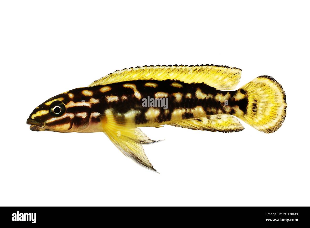 Spotted Julie Cichlid Julidochromis marlieri aquarium fish Lake Tanganyika Stock Photo