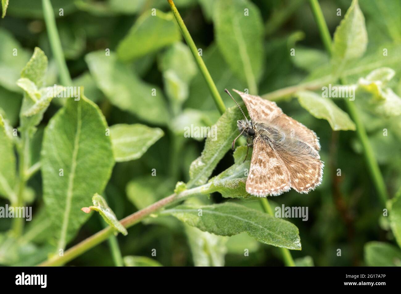 Dingy Skipper butterfly at rest Stock Photo