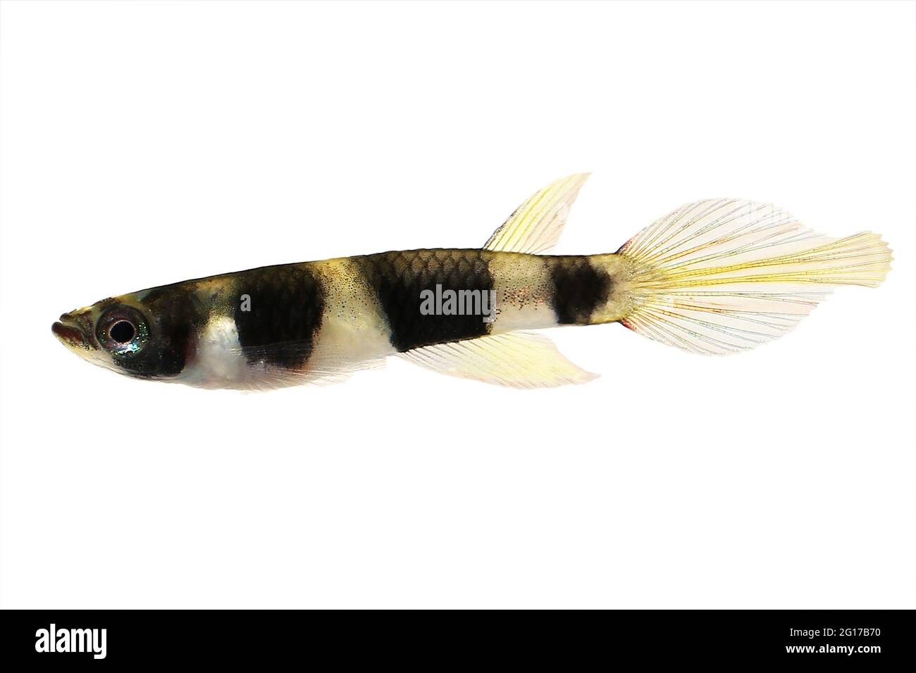 Clown killi banded panchax killifish fish Male Epiplatys annulatus tropical aquarium fish Stock Photo