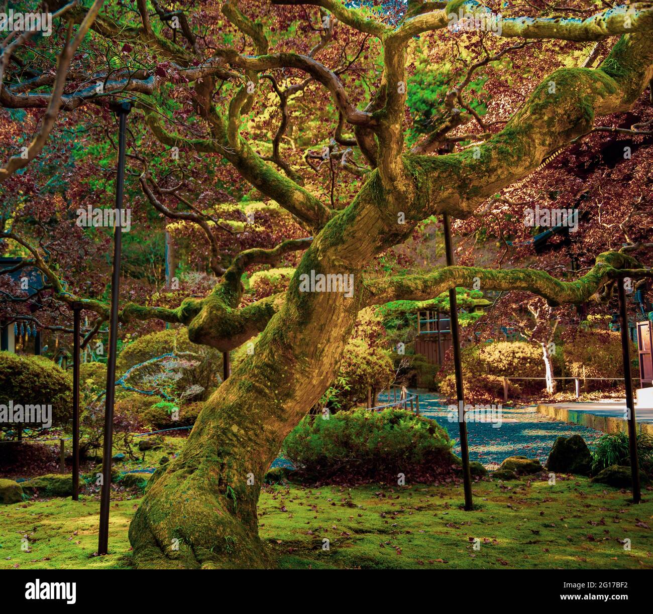 Wide shot of an old Japanese maple tree supported with crutches to prevent damage from the heavy