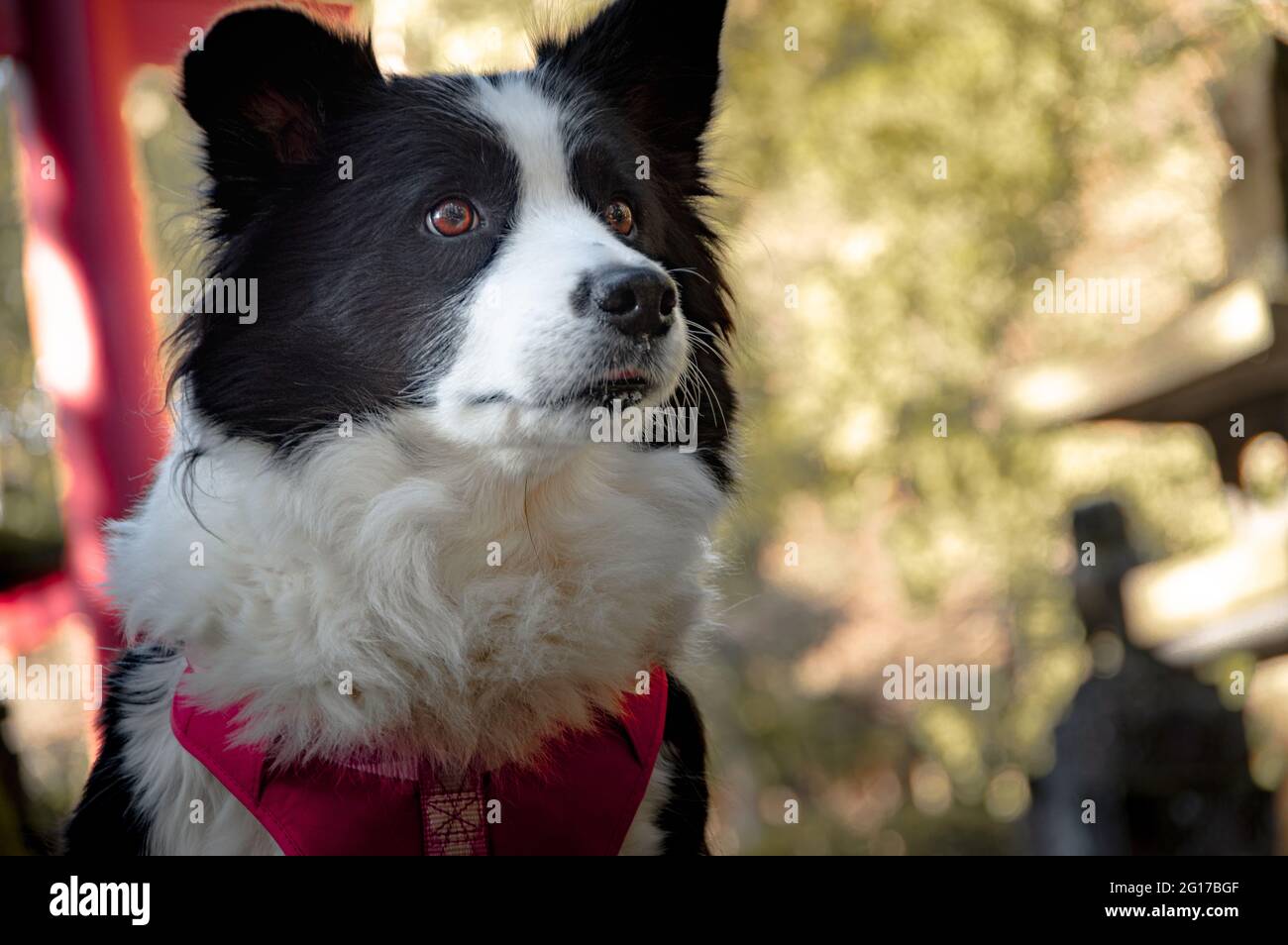 Border collie at the main torii gate of the Kitaguchi Hongu Fuji Sengen-jinja Shrine's located at the base of Mt. Fuji. Stock Photo