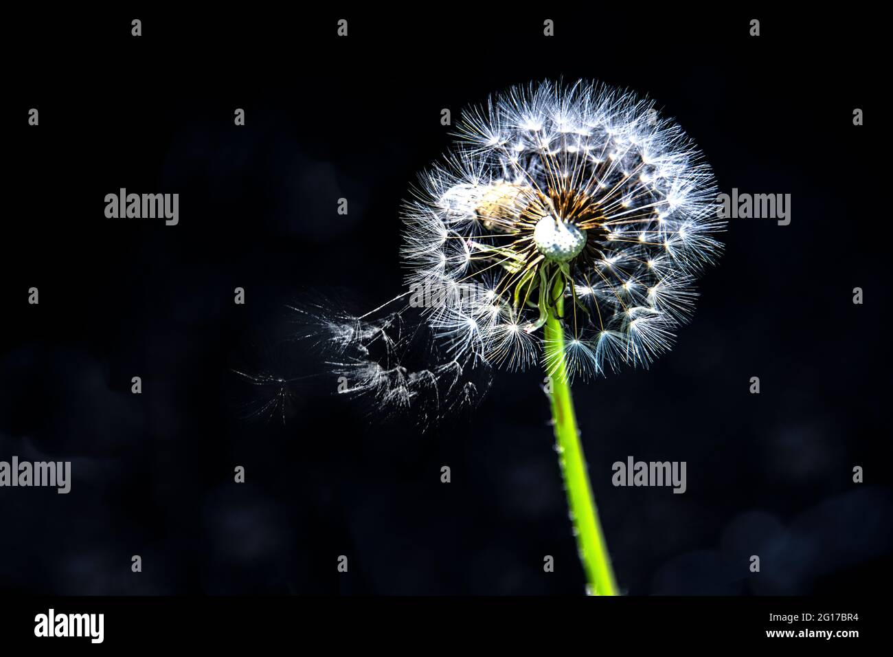 Some pappus of a dandelion seed are flying by the wind Stock Photo