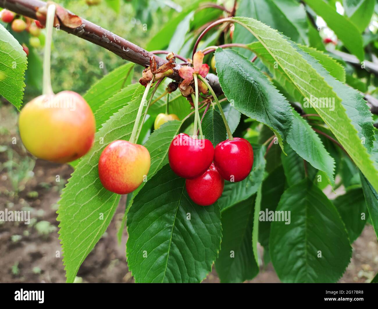 Ripe and unripe red sweet cherries on tree branch in organic orchard Stock Photo