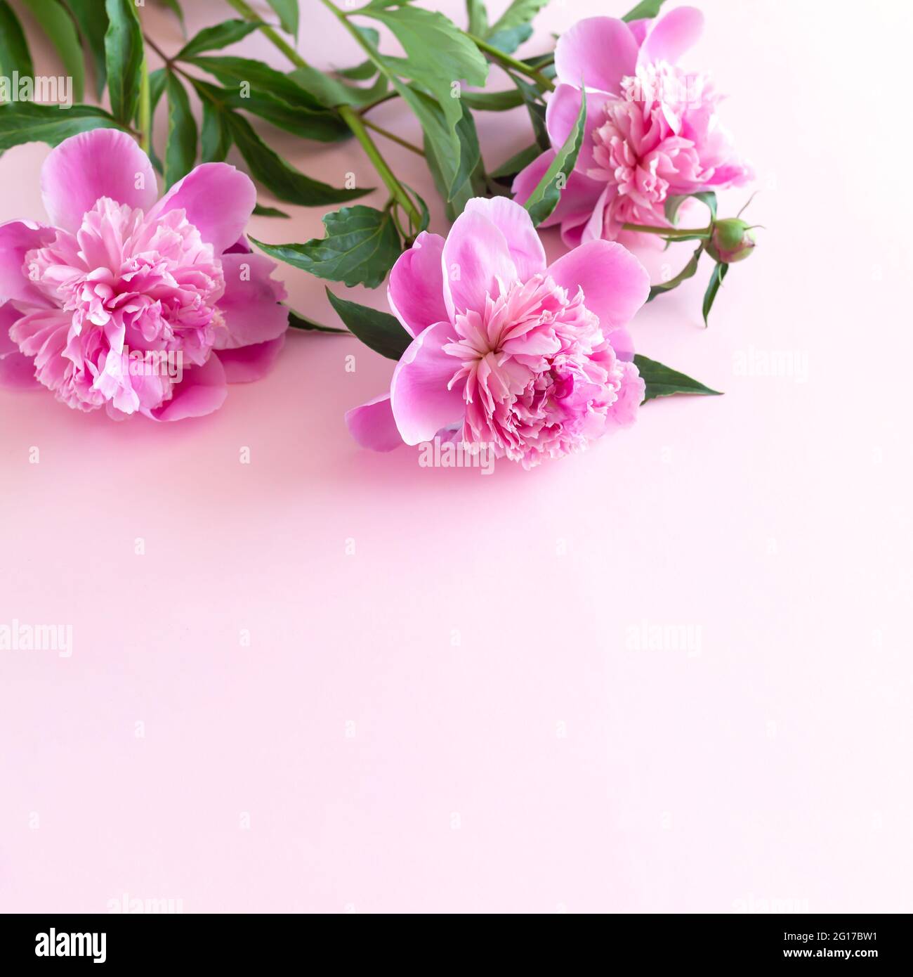 Bouquet of beautiful pink peony flowers on light pink table with copy space Stock Photo