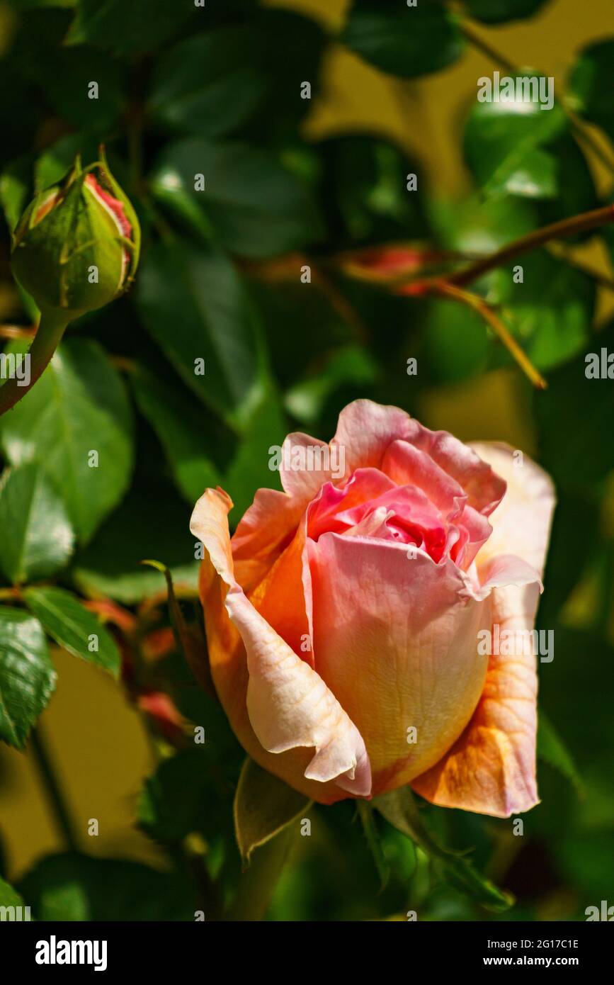 rote Rose am Rosenstock vor einer Hauswand, orange, rosa, gelb mehrfarbig im grünen Blättermeer. Morgentau auf Rosenknospe. Symbol für Liebe und Treue Stock Photo