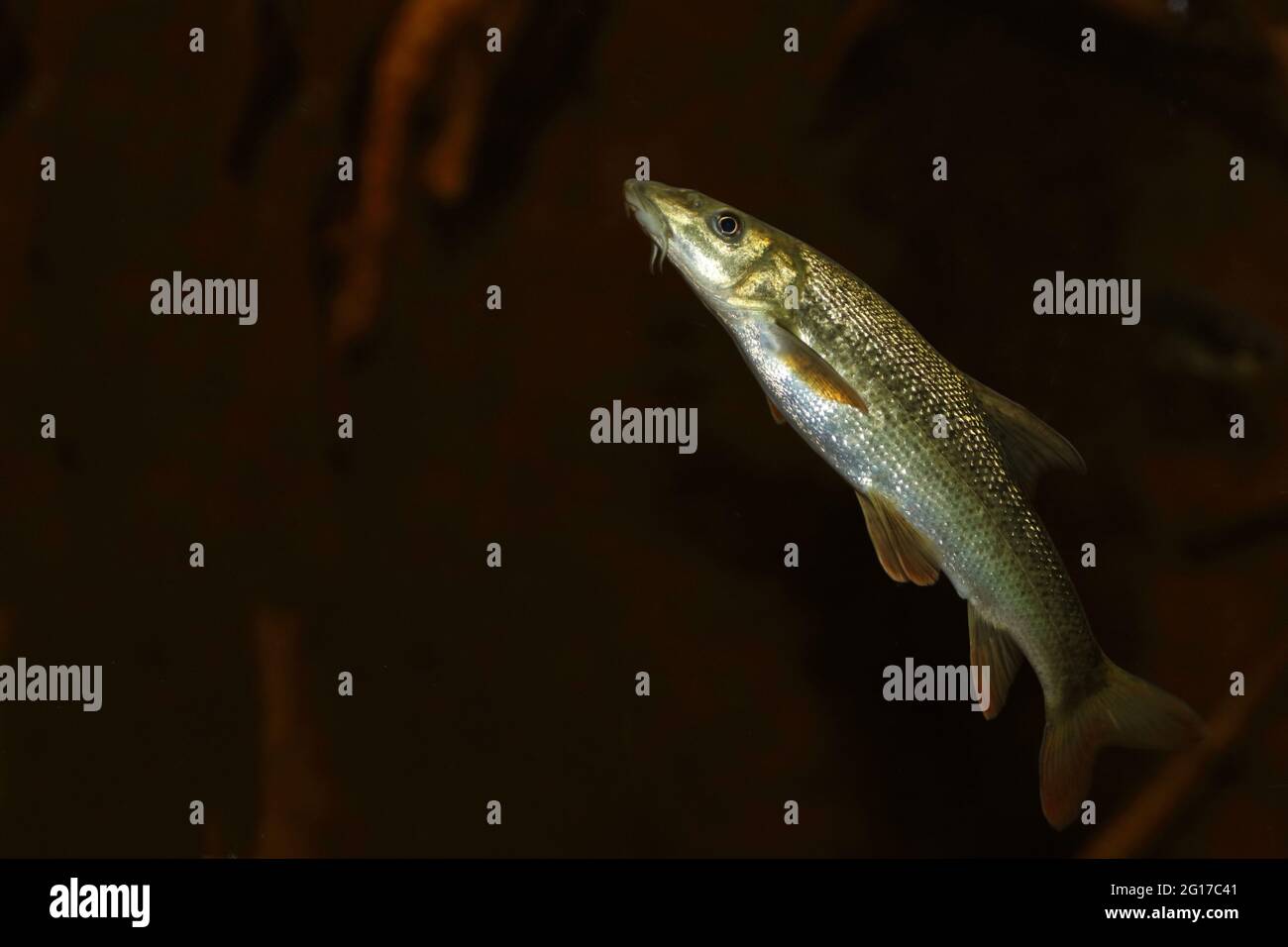 Barbe / Common barbel / Barbus barbus Stock Photo - Alamy