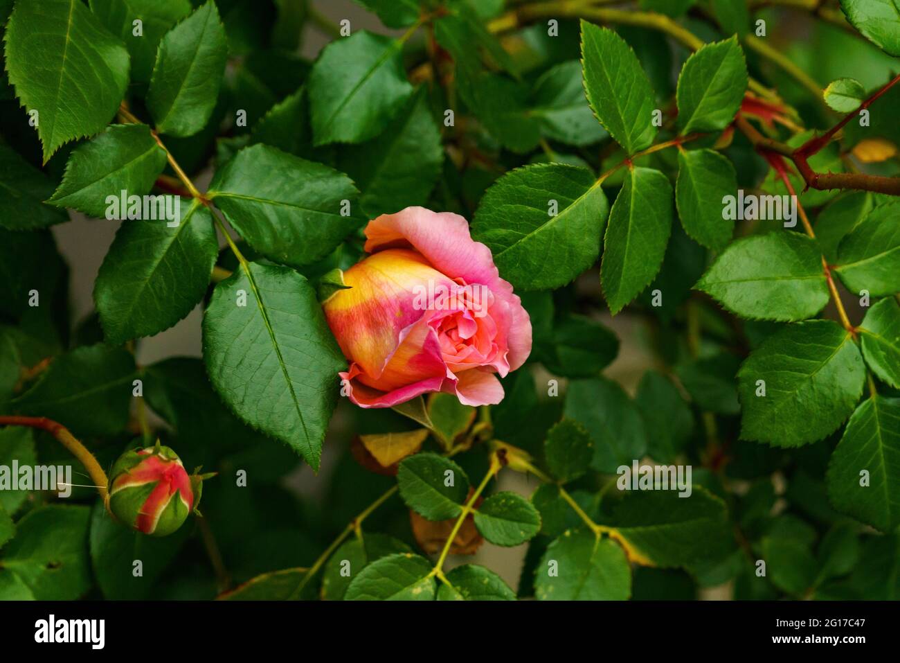 rote Rose am Rosenstock vor einer Hauswand, orange, rosa, gelb mehrfarbig im grünen Blättermeer. Morgentau auf Rosenknospe. Symbol für Liebe und Treue Stock Photo