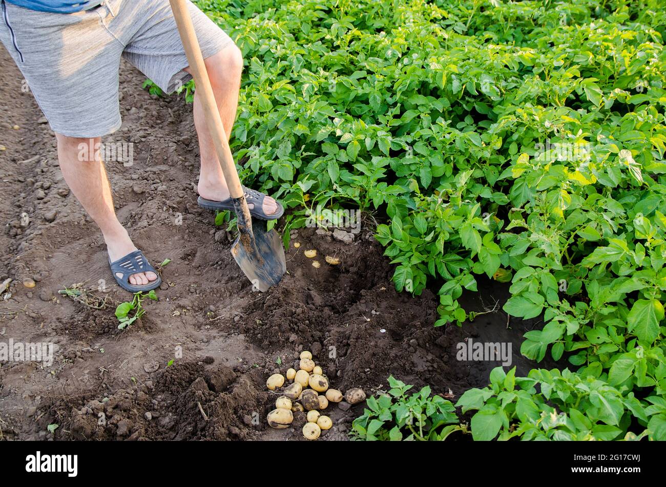 Farmer with a shovel near the fresh harvest of young potatoes ...