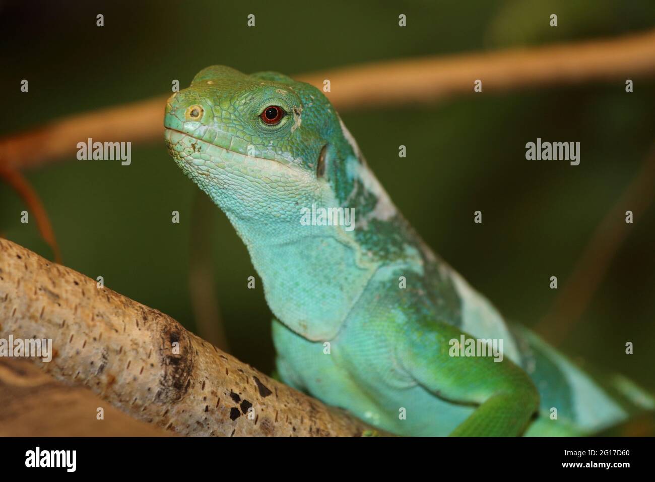 Gebänderter Fidschileguan / Fiji banded iguana or Lau banded iguana / Brachylophus fasciatus Stock Photo