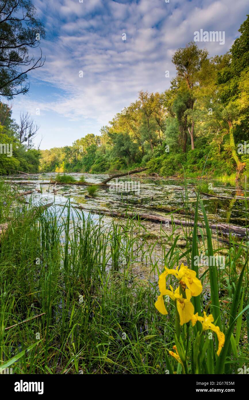 Wien, Vienna: oxbow lake of river Donau (Danube), island Donauinsel, nature  reserve "Toter Grund", floating logs, jungle, wilderness area, flower Sump  Stock Photo - Alamy