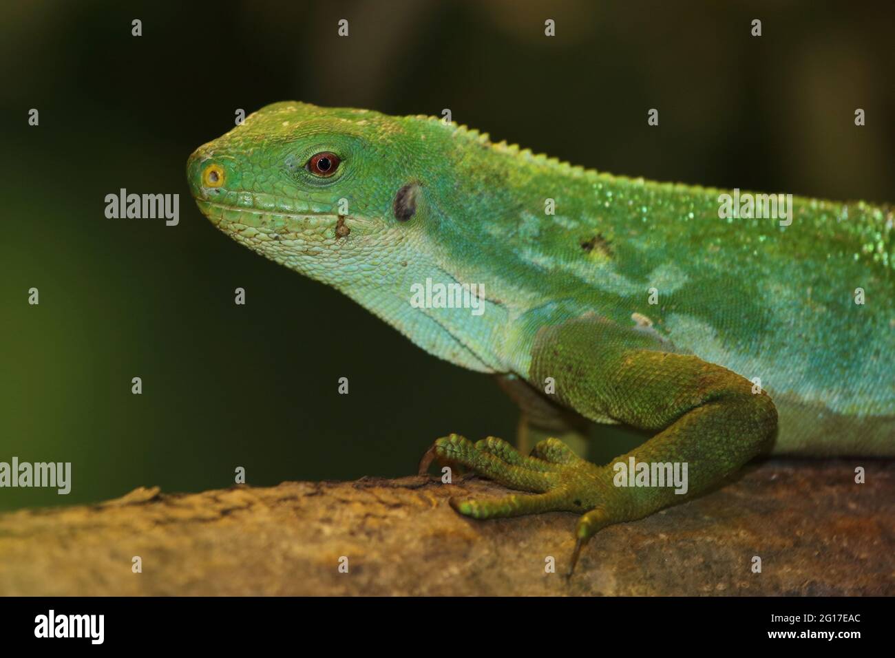 Gebänderter Fidschileguan / Fiji banded iguana or Lau banded iguana / Brachylophus fasciatus Stock Photo