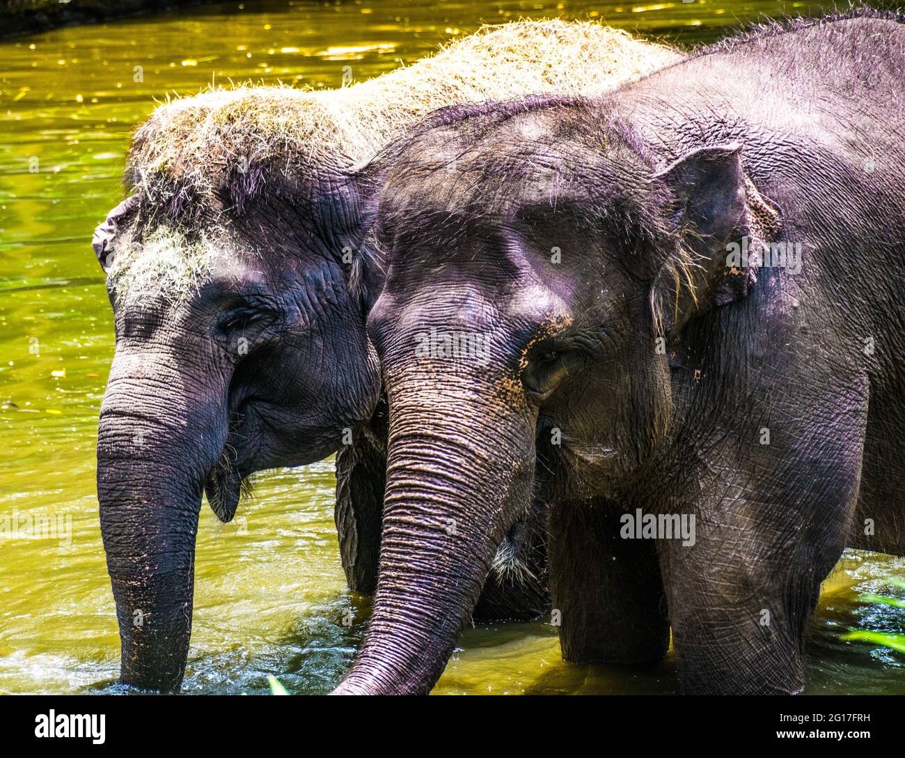 The Asian elephant, also known as the Asiatic elephant, is the only